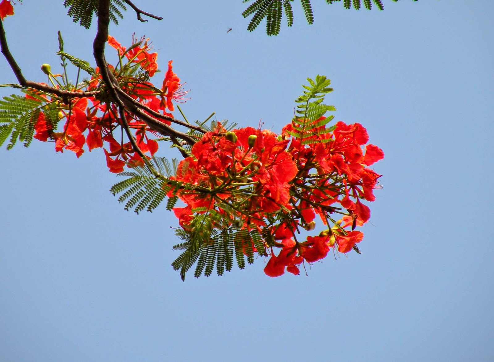 Hình cây Phượng rực rỡ màu đỏ khi hè về - ảnh 3