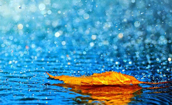 Ảnh chiếc lá rơi rụng dưới cơn mưa