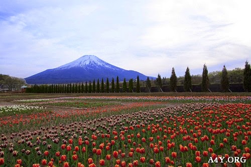Hình ảnh thảo nguyên hoa xung quanh ngọn núi Phú Sĩ