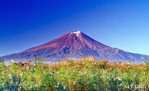 Ảnh núi Phú Sĩ mùa Xuân