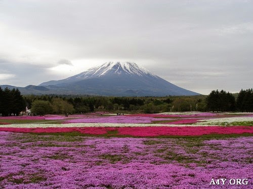 Hình ảnh đẹp núi Phú Sĩ xung quanh toàn là hoa