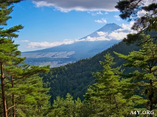 Hình ảnh núi Phú Sĩ nhìn từ khu rừng lá bên cạnh