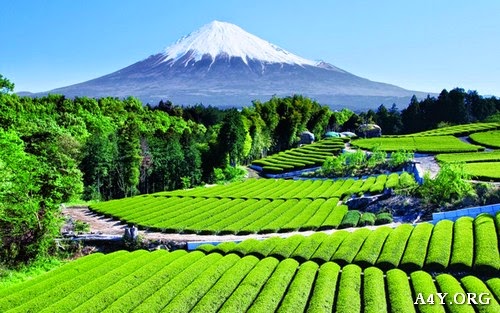 Bộ ảnh núi Phú Sĩ đẹp tuyệt vời ở Nhật Bản