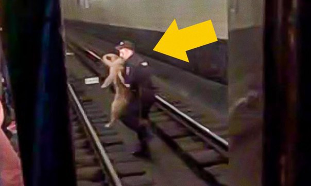 Chuyện ý nghĩa: Cứu chú chó rơi xuống đường ray tàu điện ngầm