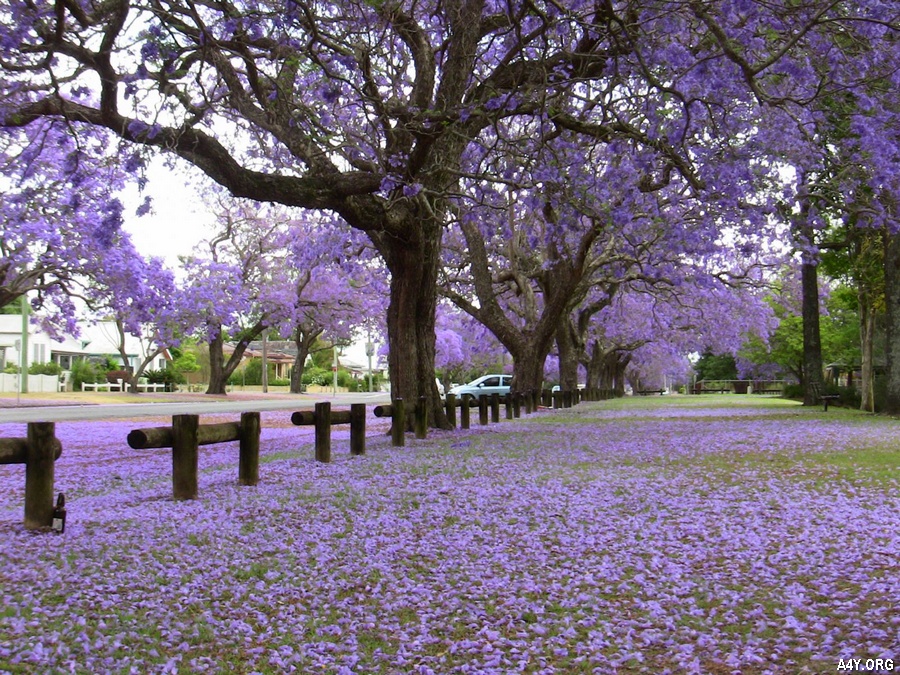 công viên rợp màu tím của hoa phượng