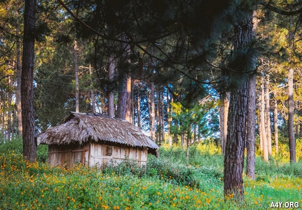 ngôi nhà nhỏ giữa rừng hoa Đà Lạt
