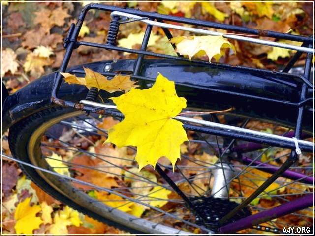 chiếc lá vàng tháng 9 rơi trên xe đạp
