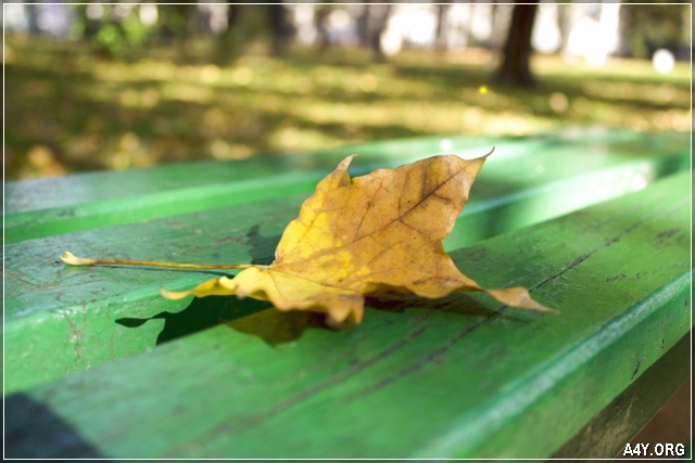 chiếc lá vàng cuối tháng 9 rơi trên ghế
